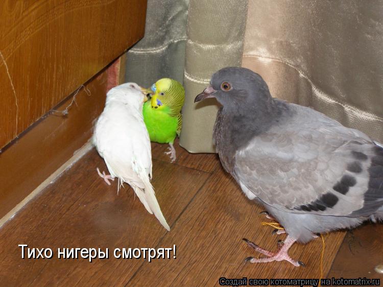 Тихо нигеры смотрят!... Котоматрица: Тихо нигеры смотрят!