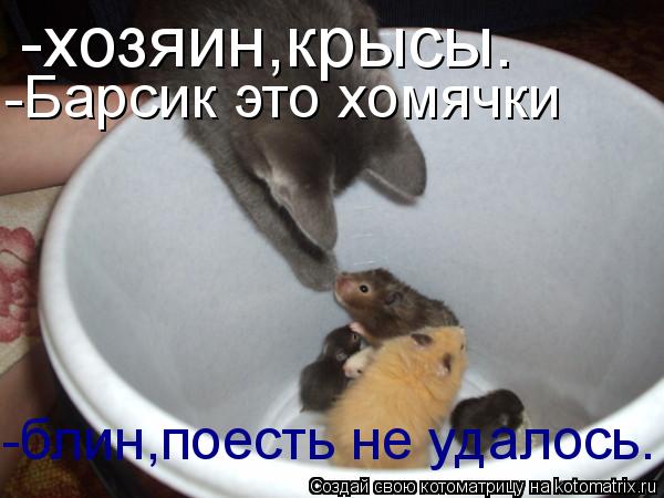 -хозяин,крысы. -Барсик это хомячки -блин,поесть не удалось.... Котоматрица: -хозяин,крысы. -Барсик это хомячки -блин,поесть не удалось.