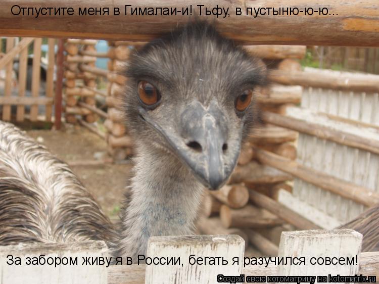 Отпустите меня в Гималаи-и! Тьфу, в пустыню-ю-ю... За забором живу я в России, бегать я разучился сов... Котоматрица: Отпустите меня в Гималаи-и! Тьфу, в пустыню-ю-ю... За забором живу я в России, бегать я разучился совсем!