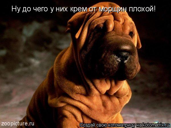 Ну до чего у них крем от морщин плохой!... Котоматрица: Ну до чего у них крем от морщин плохой!
