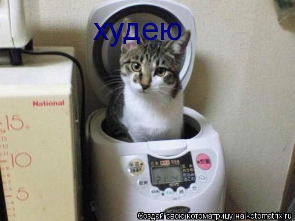 худею... Котоматрица: худею