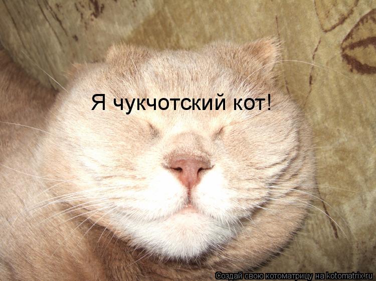 Я чукчотский кот!... Котоматрица: Я чукчотский кот!