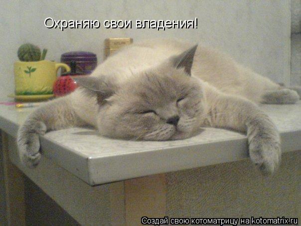 Охраняю свои владения!... Котоматрица: Охраняю свои владения!