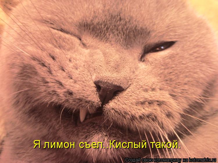 Я лимон съел..Кислый такой.... Котоматрица: Я лимон съел..Кислый такой.