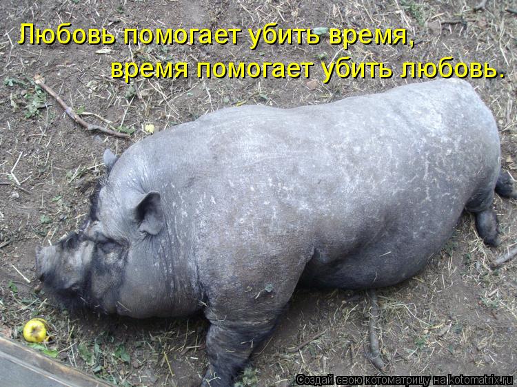 Любовь помогает убить время, время помогает убить любовь.... Котоматрица: Любовь помогает убить время, время помогает убить любовь.