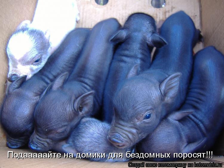 Подааааайте на домики для бездомных поросят!!!... Котоматрица: Подааааайте на домики для бездомных поросят!!!
