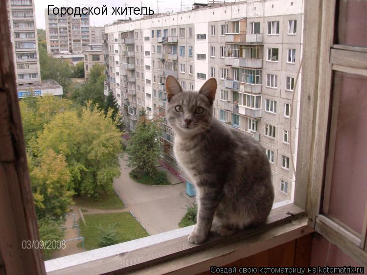 Городской житель... Котоматрица: Городской житель