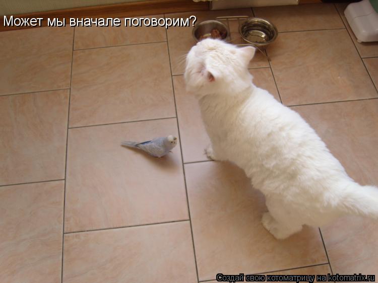 Может мы вначале поговорим?... Котоматрица: Может мы вначале поговорим?