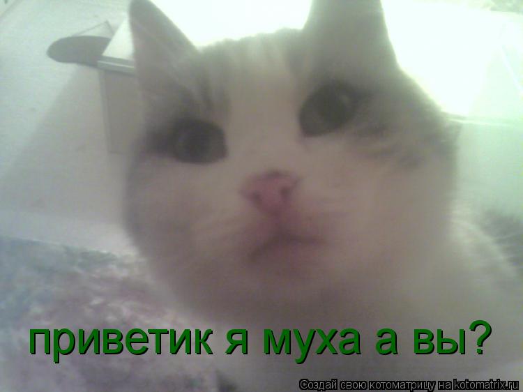 приветик я муха а вы?... Котоматрица: приветик я муха а вы?