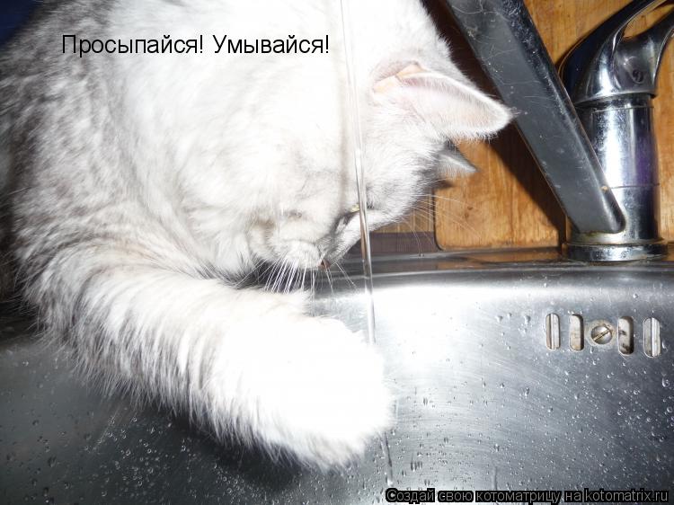 Просыпайся! Умывайся!... Котоматрица: Просыпайся! Умывайся!