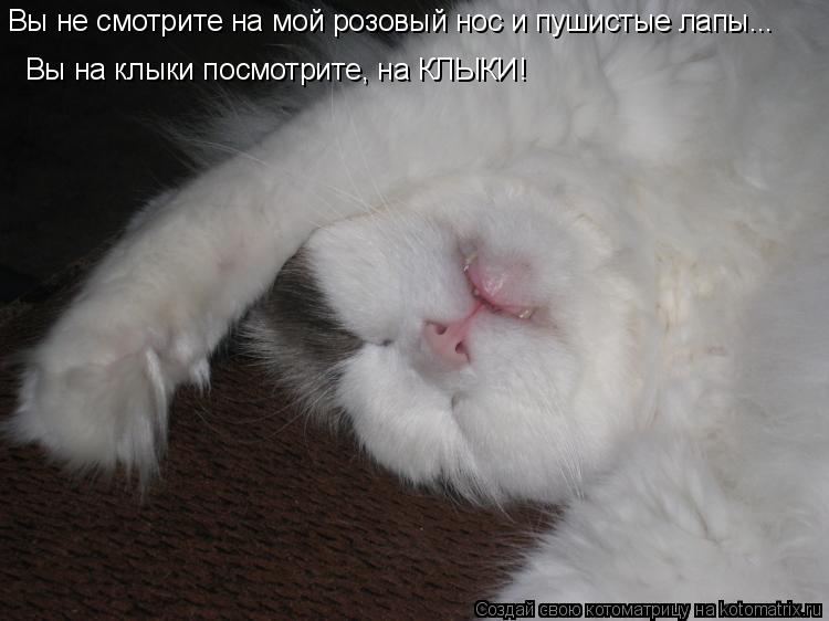 Вы не смотрите на мой розовый нос и пушистые лапы... Вы на клыки посмотрите, на КЛЫКИ!... Котоматрица: Вы не смотрите на мой розовый нос и пушистые лапы... Вы на клыки посмотрите, на КЛЫКИ!