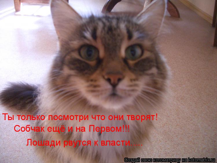 Ты только посмотри что они творят! Собчак ещё и на Первом!!! Лошади рвутся к власти........ Котоматрица: Ты только посмотри что они творят! Собчак ещё и на Первом!!! Лошади рвутся к власти.....
