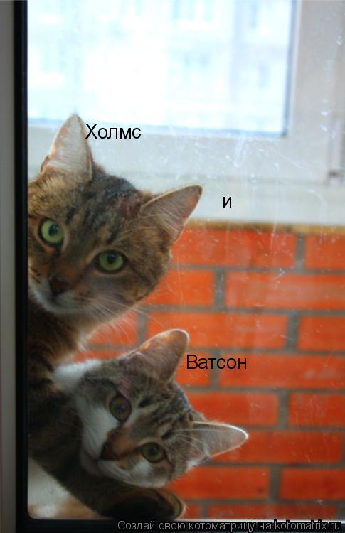 Холмс и Ватсон... Котоматрица: Холмс и Ватсон