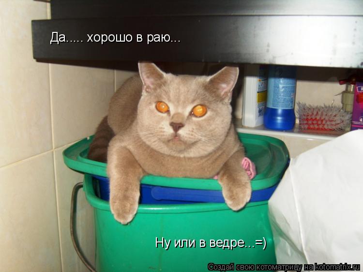 Да..... хорошо в раю... Ну или в ведре...=)... Котоматрица: Да..... хорошо в раю... Ну или в ведре...=)
