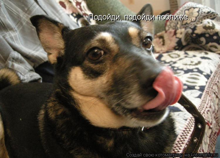 Подойди, подойди поближе...... Котоматрица: Подойди, подойди поближе...