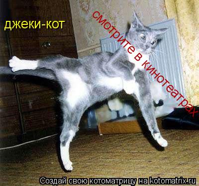 джеки-кот смотрите в кинотеатрах... Котоматрица: джеки-кот смотрите в кинотеатрах