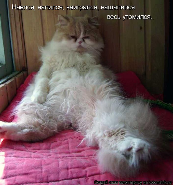 Наелся, напился, наигрался, нашалился весь утомился..... Котоматрица: Наелся, напился, наигрался, нашалился весь утомился..