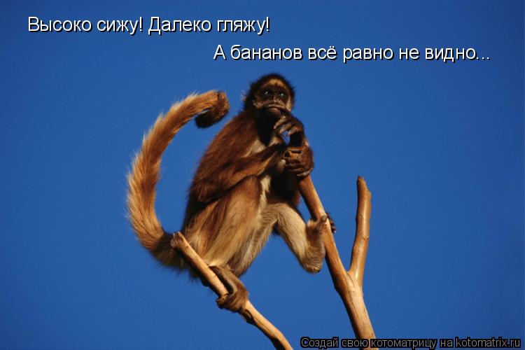 Высоко сижу! Далеко гляжу! А бананов всё равно не видно...... Котоматрица: Высоко сижу! Далеко гляжу! А бананов всё равно не видно...