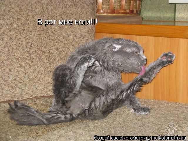 В рот мне ноги!!!... Котоматрица: В рот мне ноги!!!