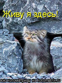 Живу я здесь!... Котоматрица: Живу я здесь!