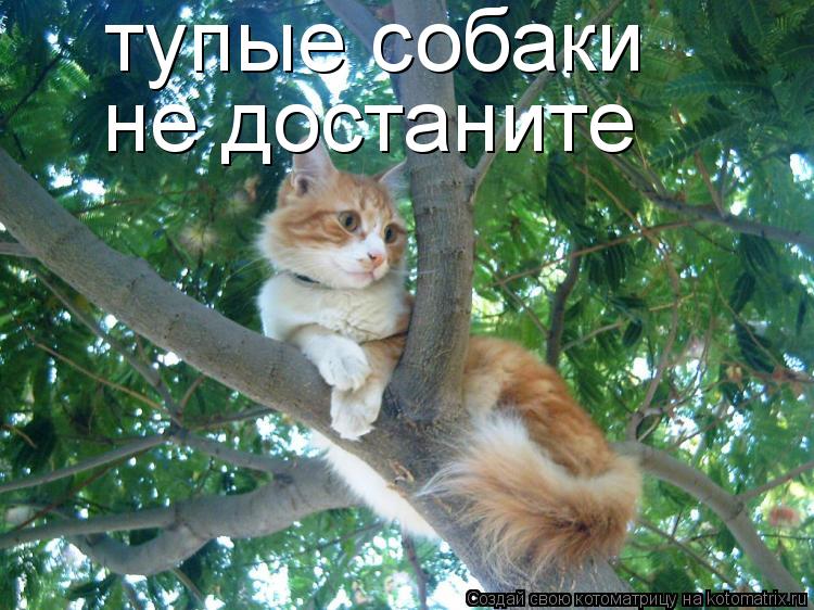 тупые собаки не достаните... Котоматрица: тупые собаки не достаните