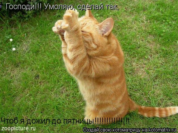 Чтоб я дожил до пятницы!!!!!!!!!!!!!!! Господи!!! Умоляю, сделай так,... Котоматрица: Чтоб я дожил до пятницы!!!!!!!!!!!!!!! Господи!!! Умоляю, сделай так,