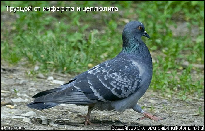 Трусцой от инфаркта и целлюлита... Котоматрица: Трусцой от инфаркта и целлюлита