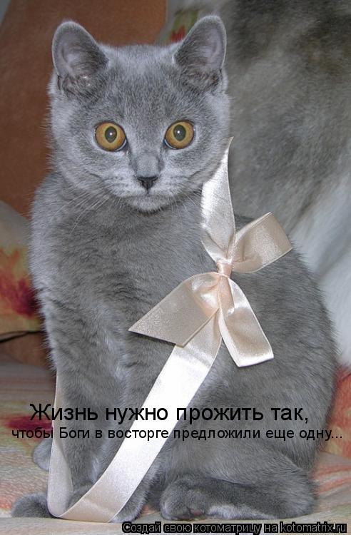 Жизнь нужно прожить так, чтобы Боги в восторге предложили еще одну...... Котоматрица: Жизнь нужно прожить так, чтобы Боги в восторге предложили еще одну...