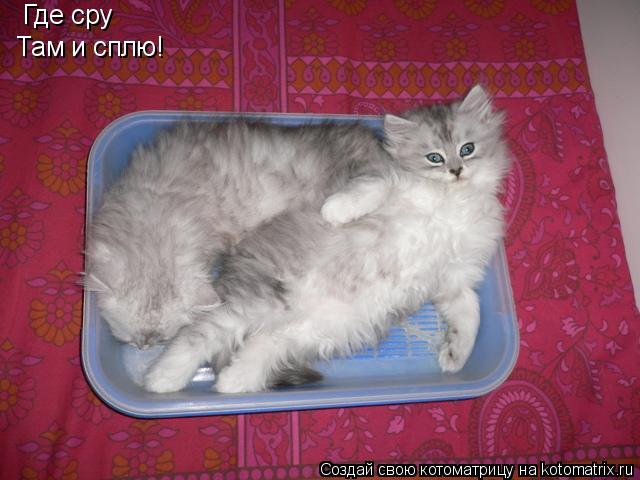 Где сру Там и сплю!... Котоматрица: Где сру Там и сплю!