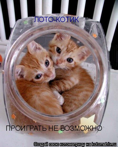 ЛОТО-КОТИК ПРОИГРАТЬ НЕ ВОЗМОЖНО... Котоматрица: ЛОТО-КОТИК ПРОИГРАТЬ НЕ ВОЗМОЖНО