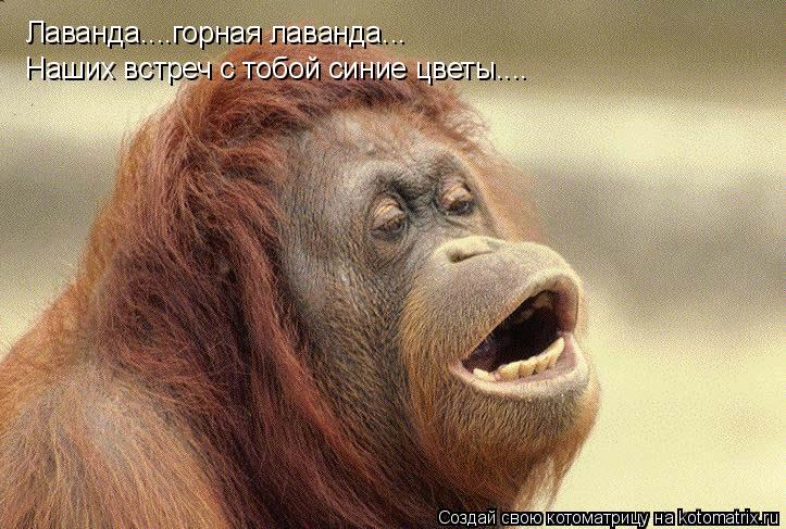 Лаванда....горная лаванда... Наших встреч с тобой синие цветы....... Котоматрица: Лаванда....горная лаванда... Наших встреч с тобой синие цветы....