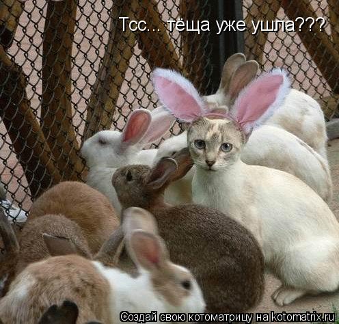 Тсс... тёща уже ушла???... Котоматрица: Тсс... тёща уже ушла???