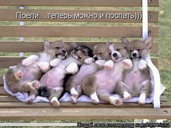 Поели....теперь можно и поспать)))... Котоматрица: Поели....теперь можно и поспать)))