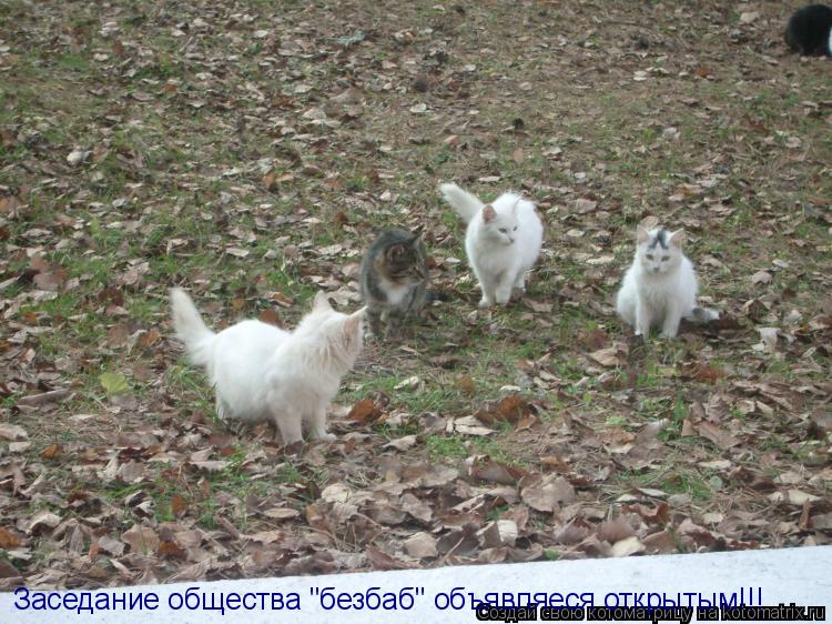 Заседание общества "безбаб" объявляеся открытым!!!... Котоматрица: Заседание общества "безбаб" объявляеся открытым!!!