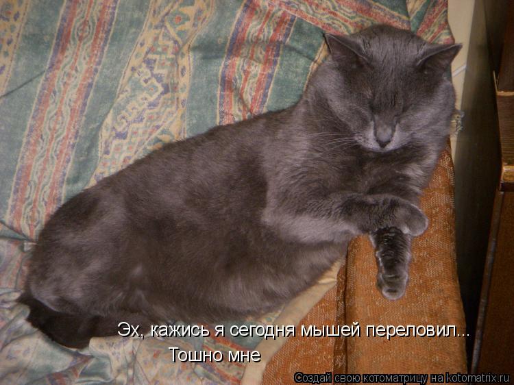 Эх, кажись я сегодня мышей переловил... Тошно мне... Котоматрица: Эх, кажись я сегодня мышей переловил... Тошно мне