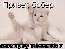 Привет, бобёр!... Котоматрица: Привет, бобёр!