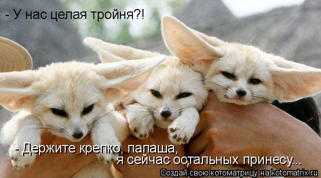 - У нас целая тройня?! - Держите, крепко, папаша, сейчас я остальных принесу... - Держите крепко, пап... Котоматрица: - У нас целая тройня?! - Держите, крепко, папаша, сейчас я остальных принесу... - Держите крепко, папаша, я сейчас остальных принесу...