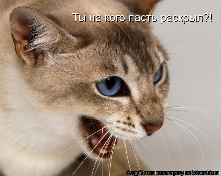 Ты на кого пасть раскрыл?!... Котоматрица: Ты на кого пасть раскрыл?!