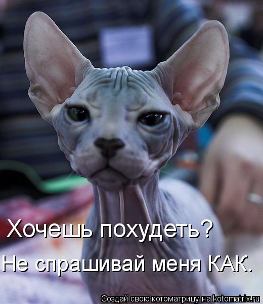 Хочешь похудеть? Не спрашивай меня КАК.... Котоматрица: Хочешь похудеть? Не спрашивай меня КАК.