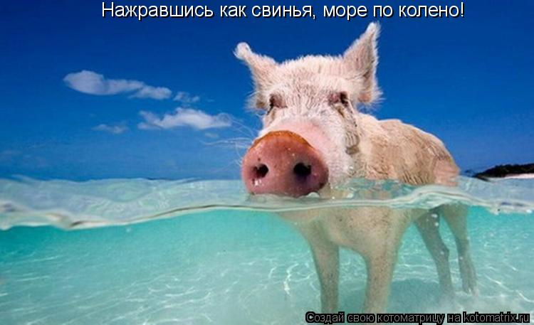 Котоматрица: Нажравшись как свинья, море по колено!
