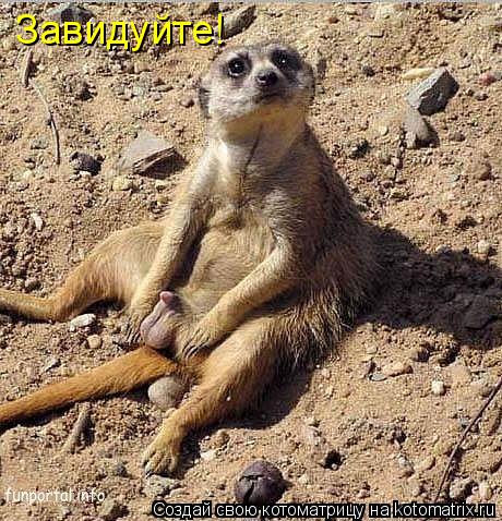 Завидуйте!... Котоматрица: Завидуйте!