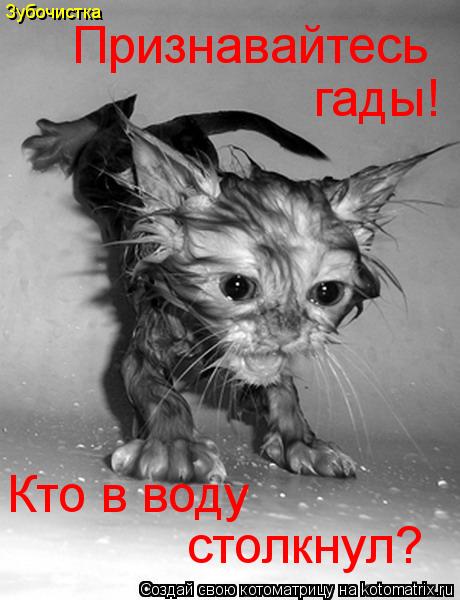 Котоматрица: Зубочистка Признавайтесь гады! Кто в воду столкнул?