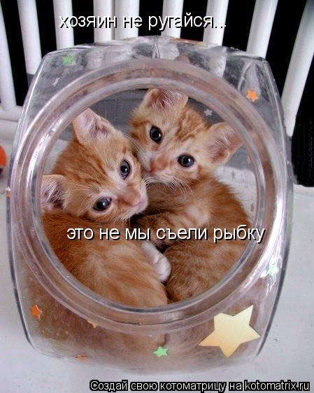 хозяин не ругайся... это не мы съели рыбку... Котоматрица: хозяин не ругайся... это не мы съели рыбку