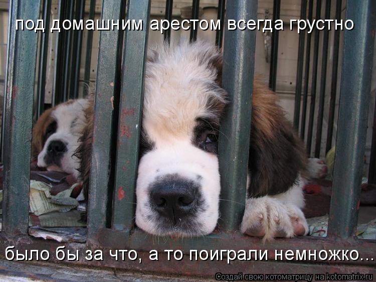 под домашним арестом всегда грустно было бы за что, а то поиграли немножко...... Котоматрица: под домашним арестом всегда грустно было бы за что, а то поиграли немножко...