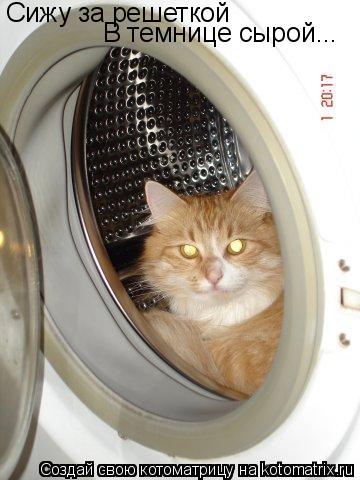 Котоматрица: Сижу за решеткой В темнице сырой...