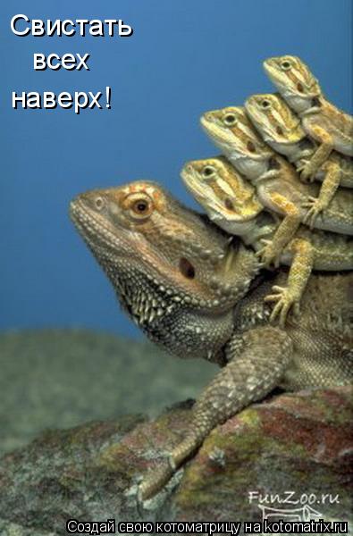 Свистать всех наверх!... Котоматрица: Свистать всех наверх!