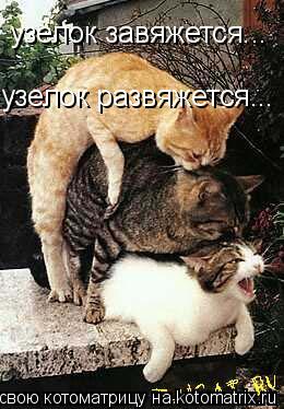 узелок завяжется... узелок развяжется...... Котоматрица: узелок завяжется... узелок развяжется...