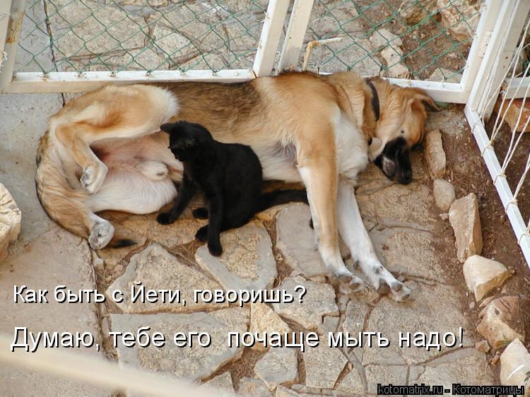 Как быть с Йети, говоришь? Думаю, тебе его почаще мыть надо!... Котоматрица: Как быть с Йети, говоришь? Думаю, тебе его почаще мыть надо!