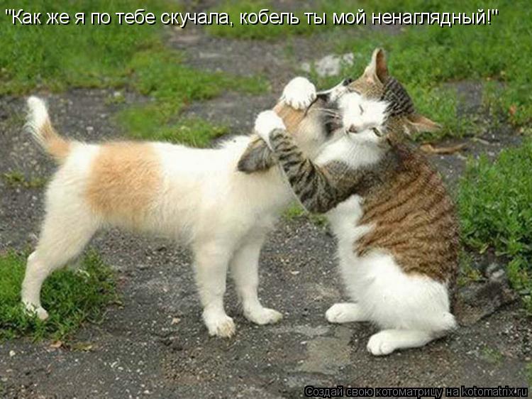 Котоматрица: "Как же я по тебе скучала, кобель ты мой ненаглядный!"