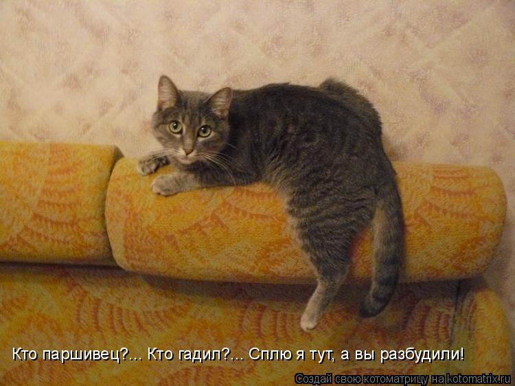 Кто паршивец?... Кто гадил?... Сплю я тут, а вы разбудили!... Котоматрица: Кто паршивец?... Кто гадил?... Сплю я тут, а вы разбудили!
